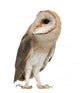Barn Owl Left Side Wall Decal