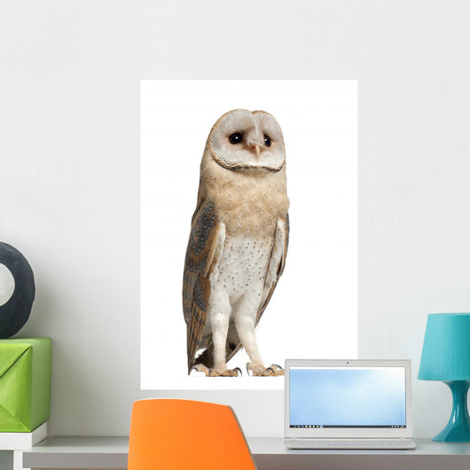 Watchful Barn Owl Wall Decal
