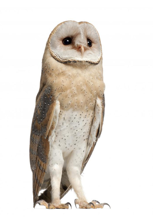 Watchful Barn Owl Wall Decal