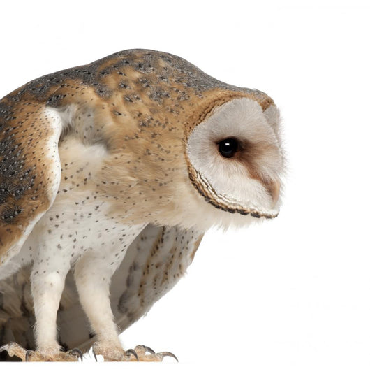 Hunched Barn Owl Wall Decal