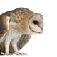 Hunched Barn Owl Wall Decal