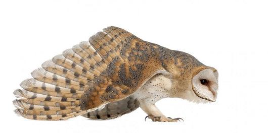 Landing Barn Owl Wall Decal