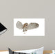 Barn Owl Tyto Alba 4 Months Old Wall Decal