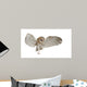 Barn Owl Tyto Alba 4 Months Old Wall Decal
