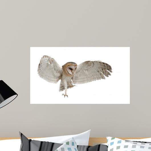 Barn Owl Tyto Alba 4 Months Old Wall Decal
