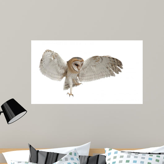 Barn Owl Tyto Alba 4 Months Old Wall Decal