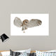 Barn Owl Tyto Alba 4 Months Old Wall Decal