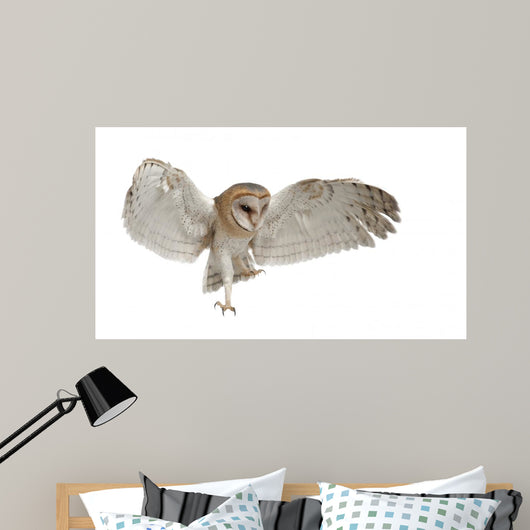 Barn Owl Tyto Alba 4 Months Old Wall Decal