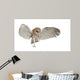 Barn Owl Tyto Alba 4 Months Old Wall Decal