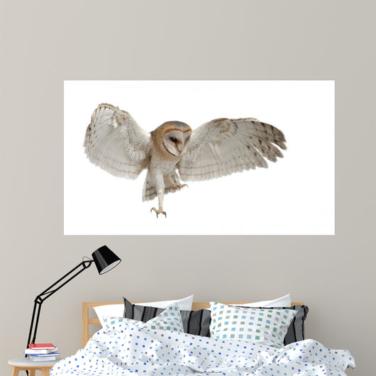 Barn Owl Tyto Alba 4 Months Old Wall Decal