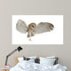 Barn Owl Tyto Alba 4 Months Old Wall Decal