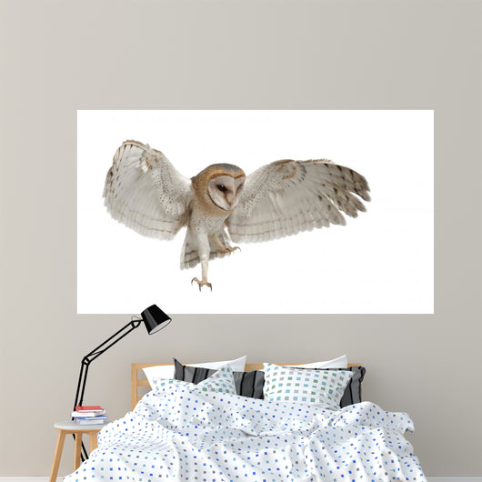 Barn Owl Tyto Alba 4 Months Old Wall Decal