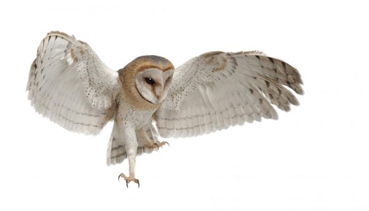 Barn Owl Tyto Alba 4 Months Old Wall Decal