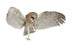 Barn Owl Tyto Alba 4 Months Old Wall Decal