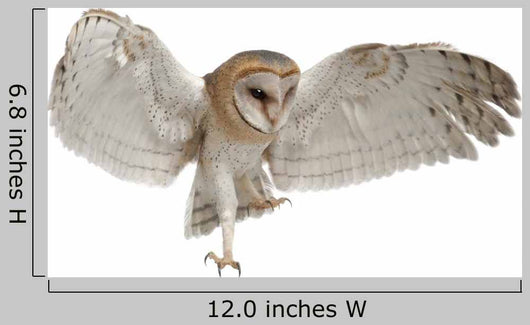 Barn Owl Tyto Alba 4 Months Old Wall Decal