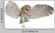 Barn Owl Tyto Alba 4 Months Old Wall Decal