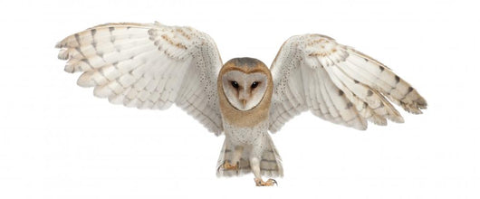 Barn Owl In-Flight Wall Decal