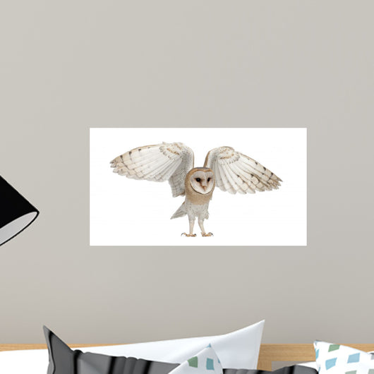 Barn Owl Tyto Alba 4 Months Old Wall Decal