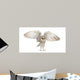 Barn Owl Tyto Alba 4 Months Old Wall Decal