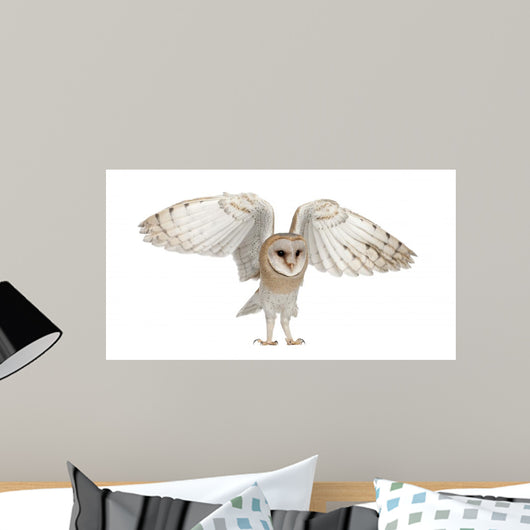 Barn Owl Tyto Alba 4 Months Old Wall Decal