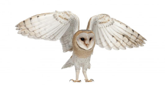Barn Owl Tyto Alba 4 Months Old Wall Decal