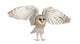 Barn Owl Tyto Alba 4 Months Old Wall Decal