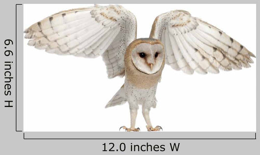 Barn Owl Tyto Alba 4 Months Old Wall Decal