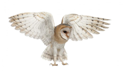 Spread Wings Barn Owl Wall Decal