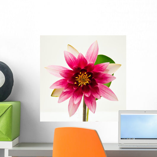 Water Lily White Beautiful Wall Decal