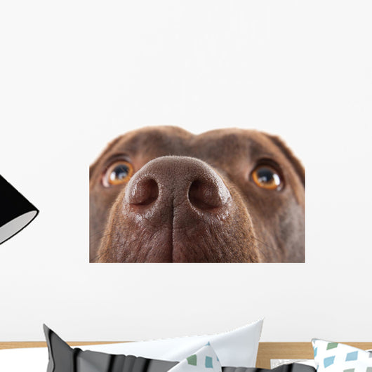 Brown Labrador Nose Close-up Wall Decal