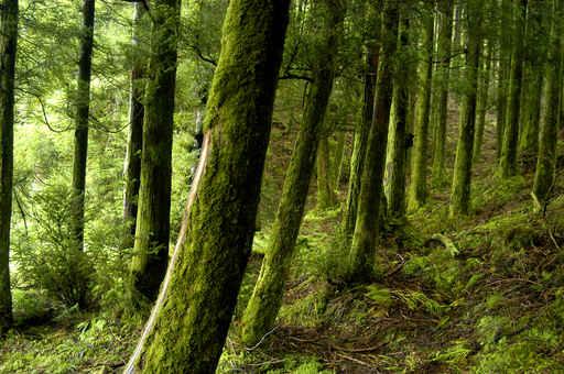 Verdant Forest Wall Decal