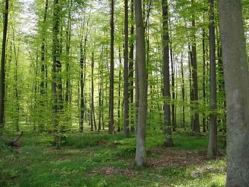 European Woods Wall Decal