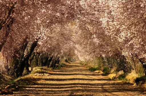 Prunos En Flor Wall Decal