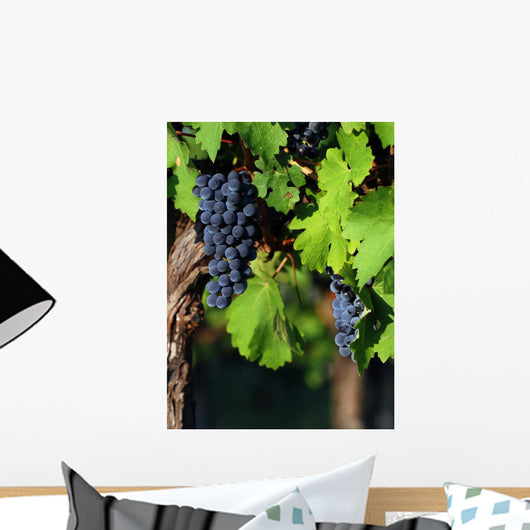 Italian vineyard Wall Mural