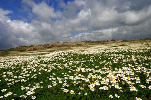 Wild Chamomile Wall Decal