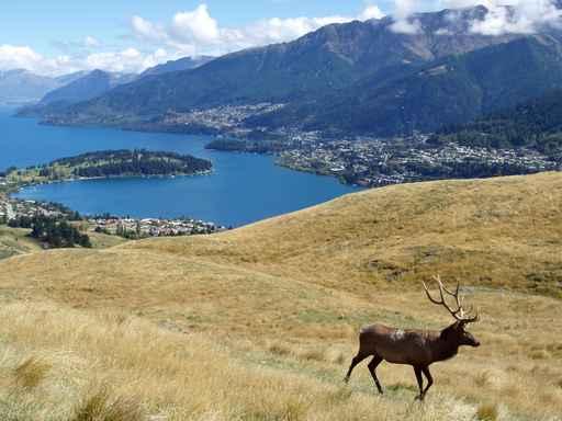 Unbescherte Natur Queenstown Wall Decal