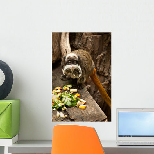 Emperor Tamarin
