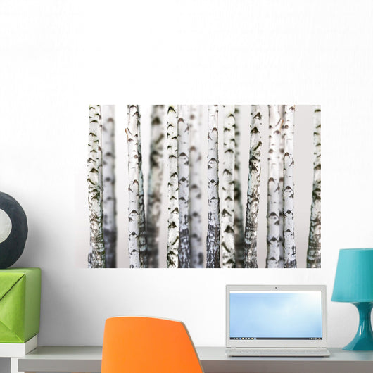 Natural Birch Wallpaper
