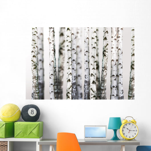 Natural Birch Wallpaper