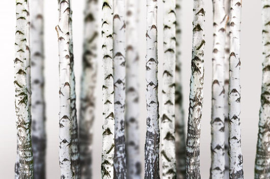 Natural Birch Wallpaper