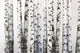 Natural Birch Wallpaper