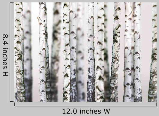 Natural Birch Wallpaper