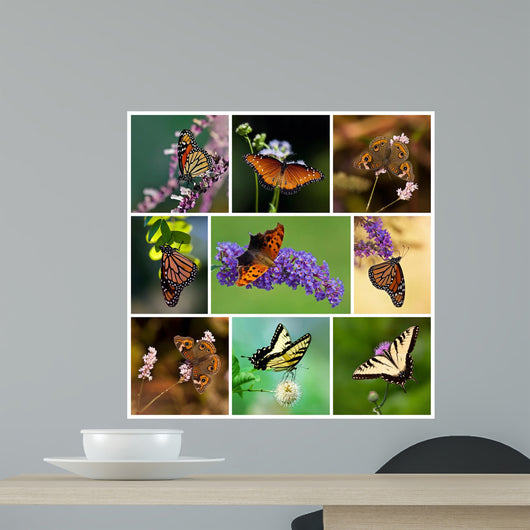 Colorful Butterfly Collage Wall Mural