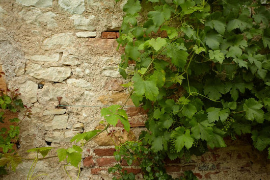 Stone Wall and Green