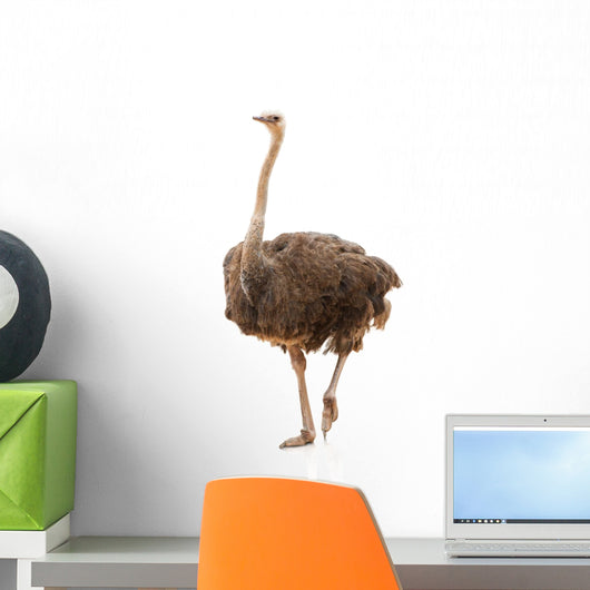 Portrait Ostrich