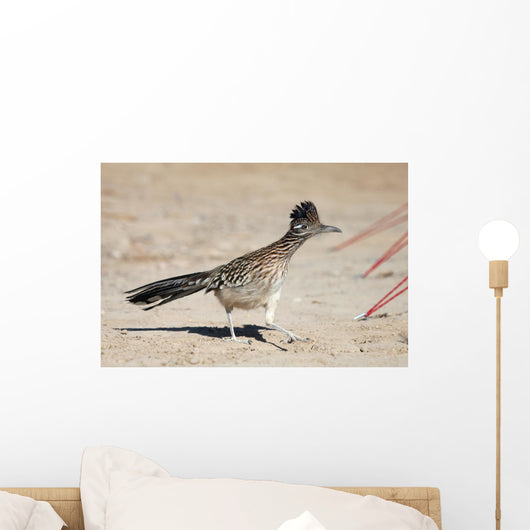 Greater Roadrunner