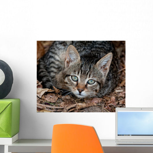 Cat Wall Mural