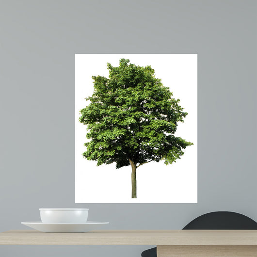 Acer Platanoides Spitzahorn Freigestellt