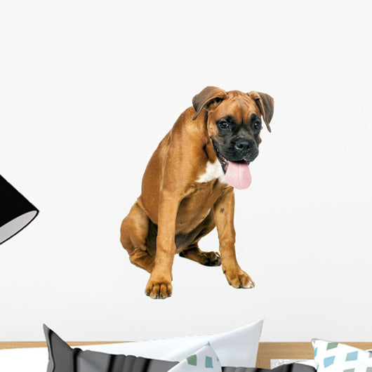 German Boxer Puppy 5