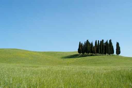 Cipressi Toscana 04 Wall Decal
